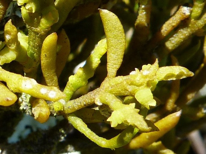 Dendrophthora roraimae