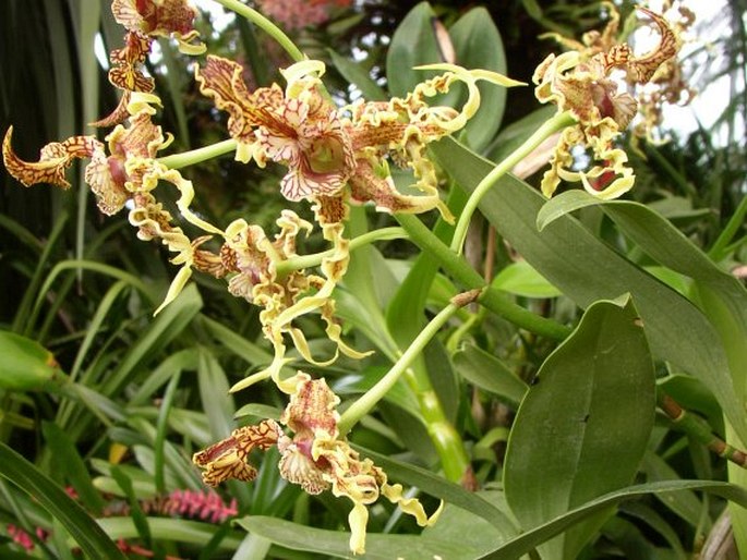 Dendrobium spectabile