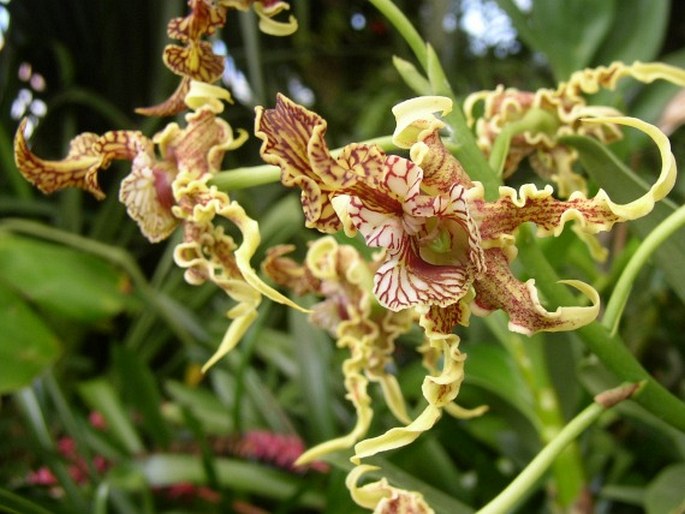 Dendrobium spectabile