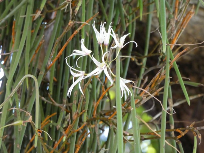 Dendrobium teretifolium