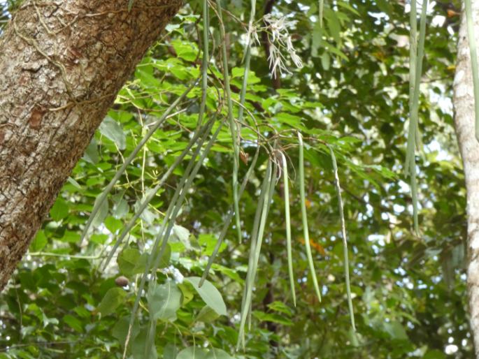 Dendrobium teretifolium