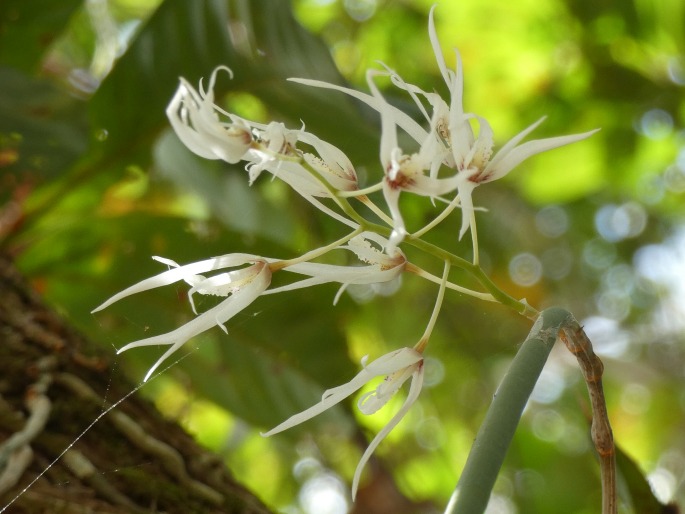 Dendrobium teretifolium