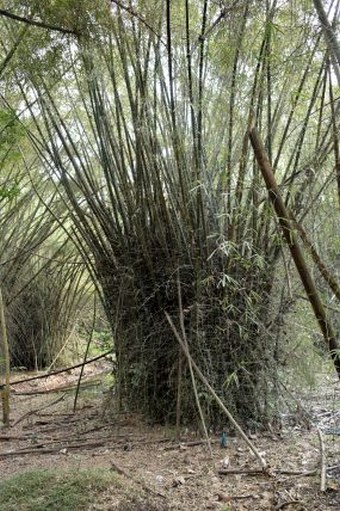 Dendrocalamus strictus