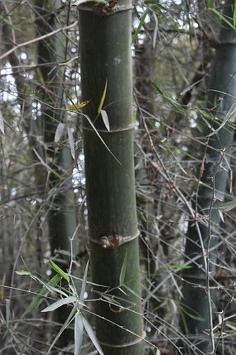 Dendrocalamus strictus