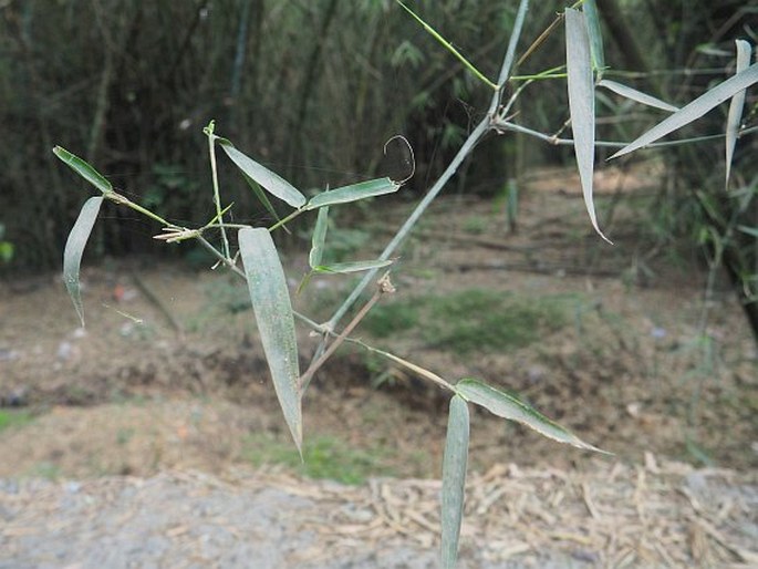 DENDROCALAMUS STRICTUS (Roxb.) Nees