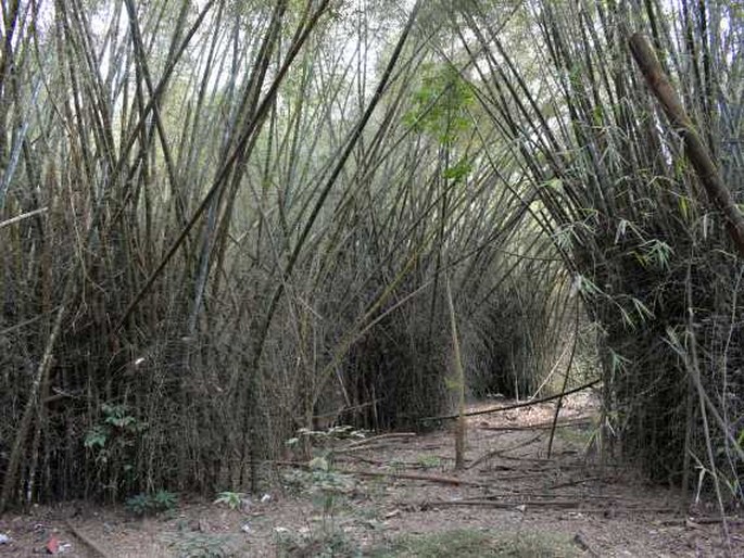 Dendrocalamus strictus