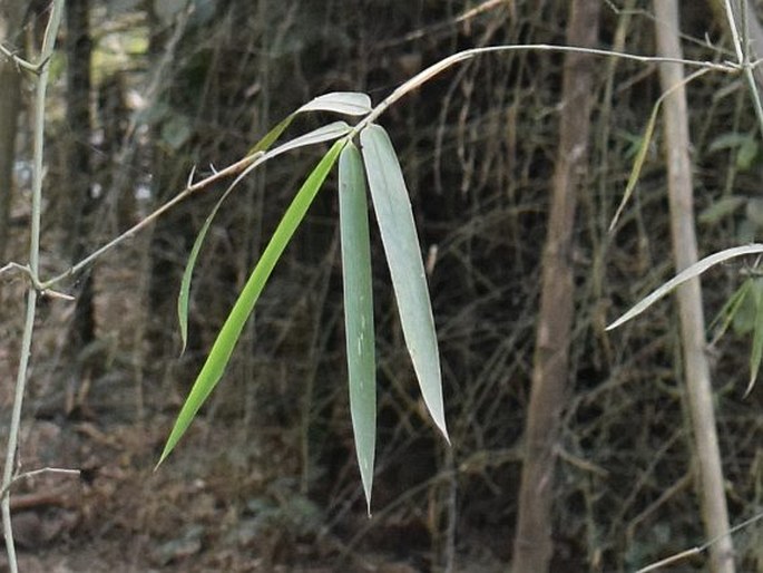 Dendrocalamus strictus