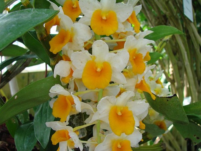 DENDROBIUM THYRSIFLORUM B. S. Williams - stromobytec