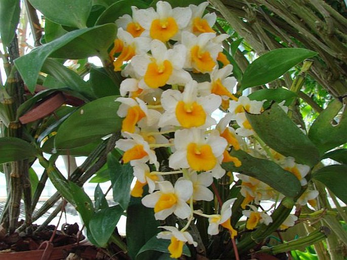 Dendrobium thyrsiflorum