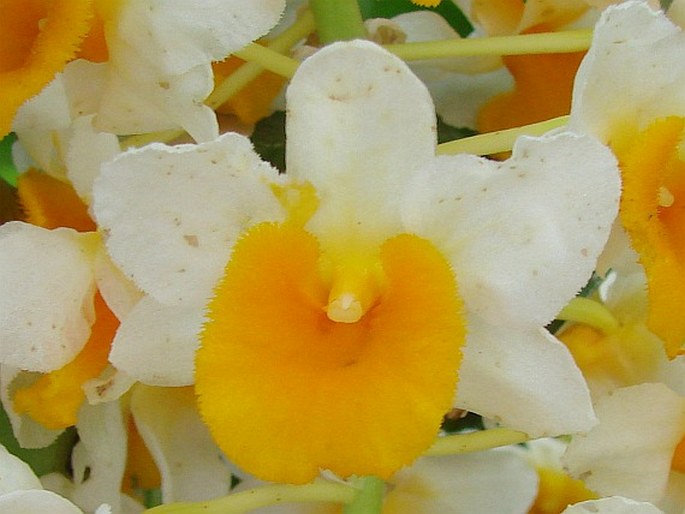 Dendrobium thyrsiflorum