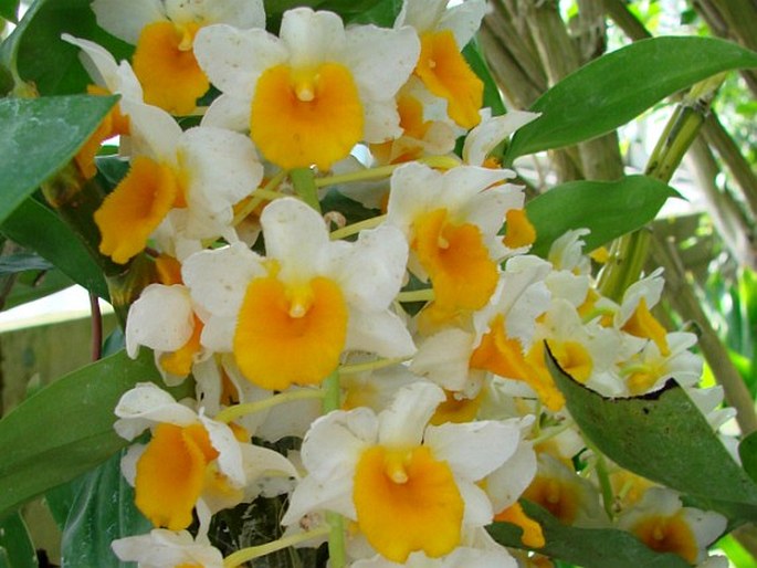 Dendrobium thyrsiflorum