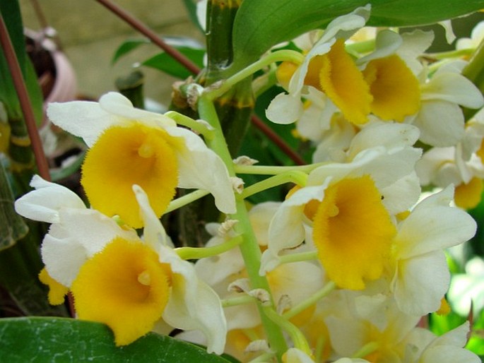 Dendrobium thyrsiflorum