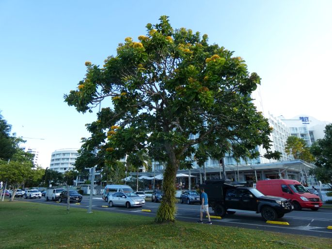 Deplanchea tetraphylla