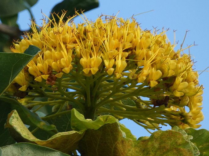 Deplanchea tetraphylla