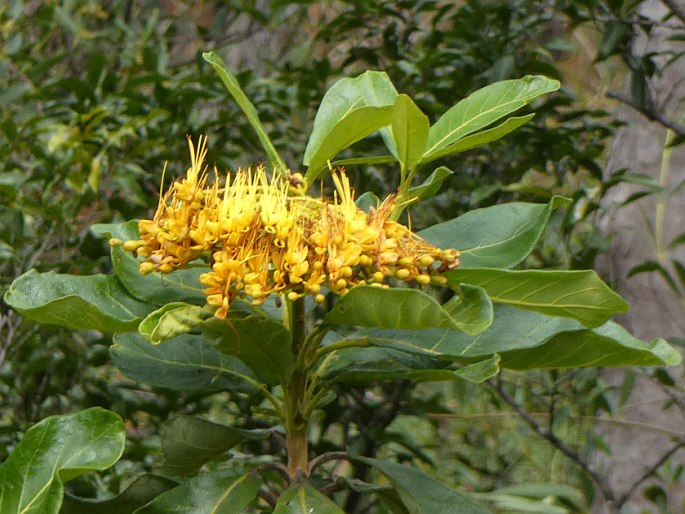 Deplanchea tetraphylla