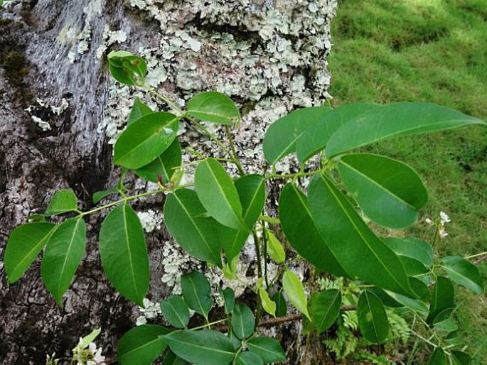 Derris trifoliata