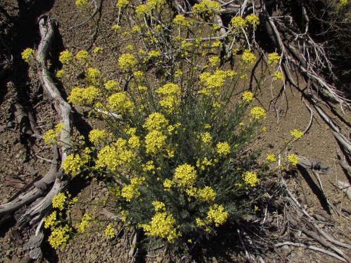 Descurainia bourgaeana