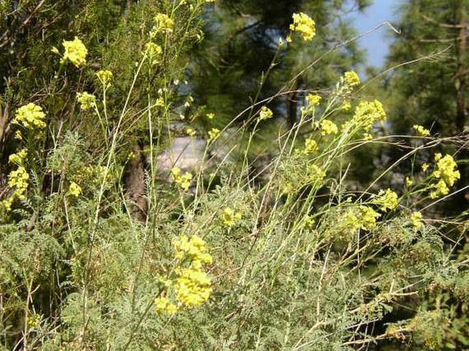 Descurainia millefolia