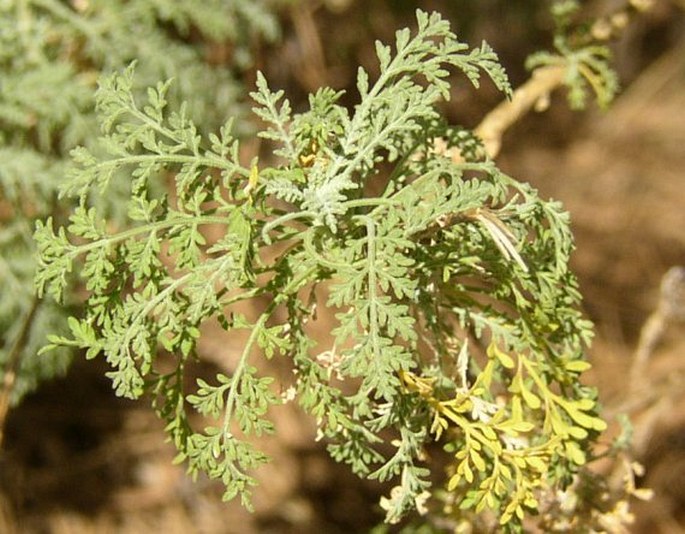 Descurainia millefolia