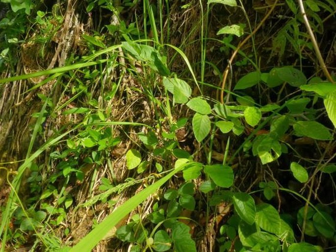 Desmodium gangeticum