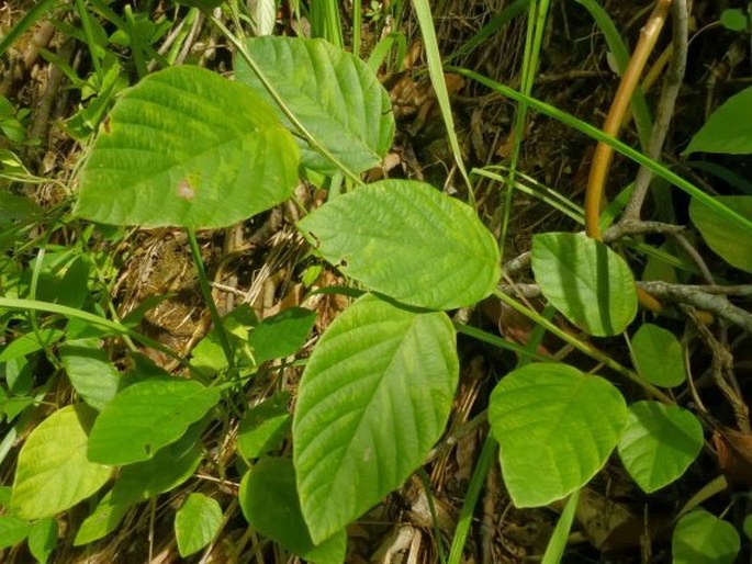 Desmodium gangeticum