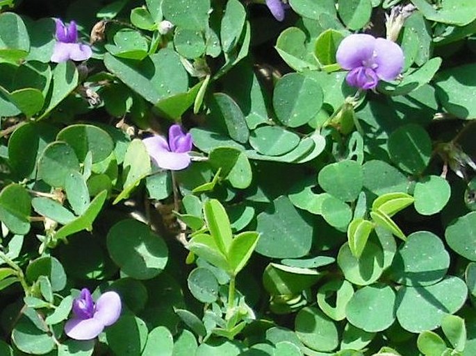 Desmodium triflorum