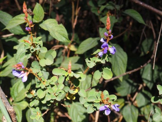 Desmodium ferrugineum