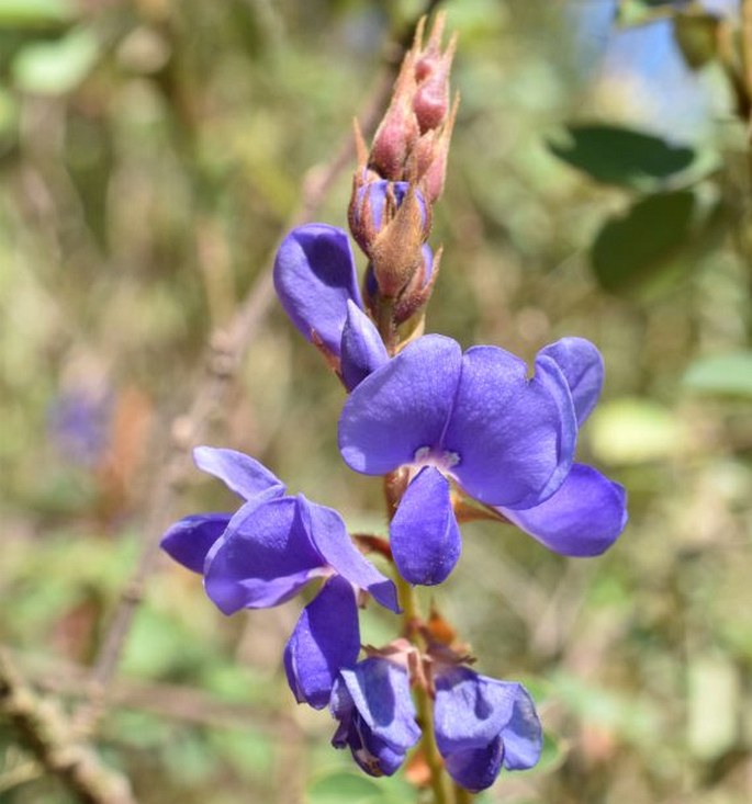 Desmodium ferrugineum