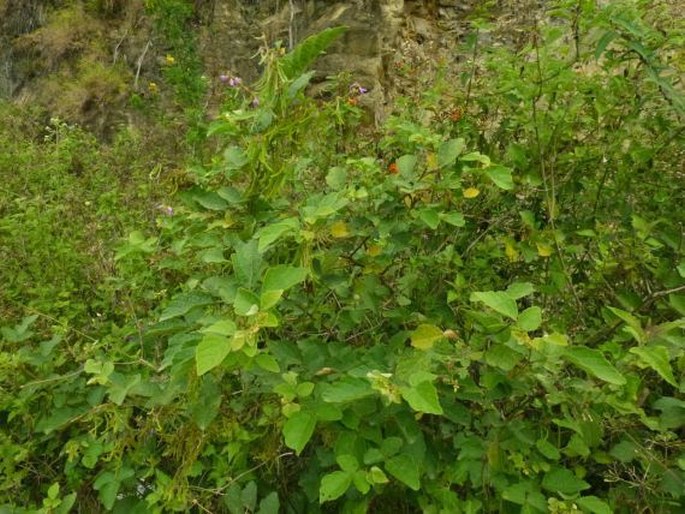 Desmodium sequax