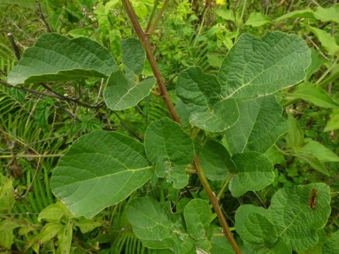 Desmodium sequax