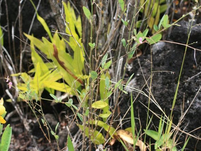 Desmodium tortuosum