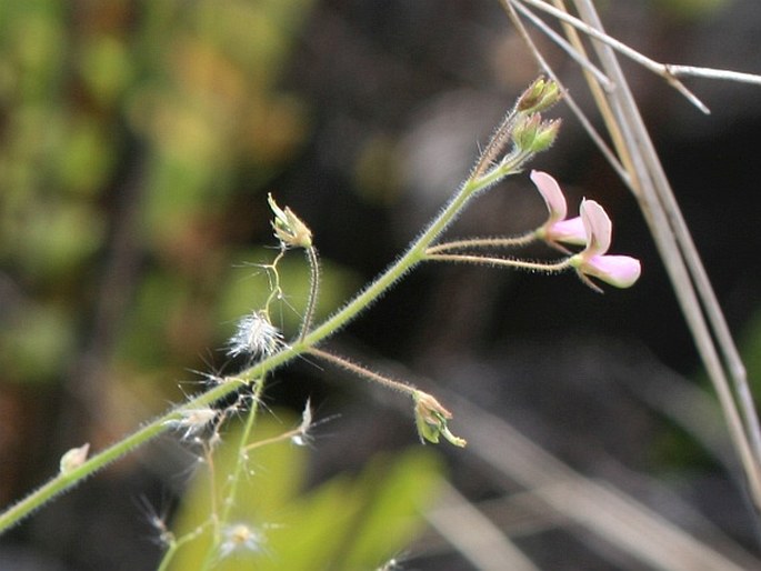 Desmodium tortuosum