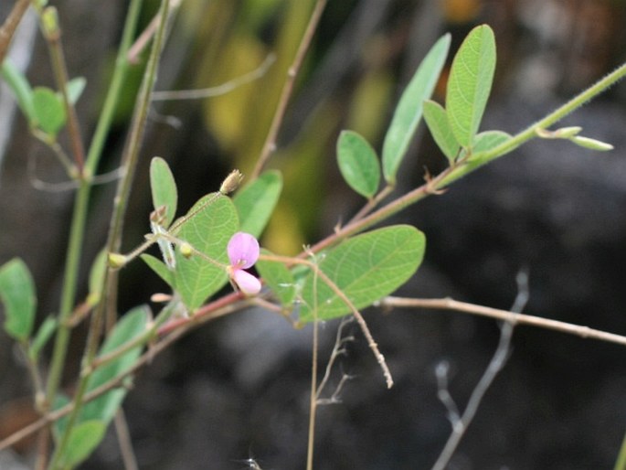 Desmodium tortuosum