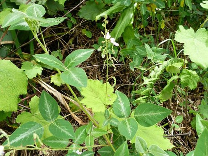 Desmodium uncinatum