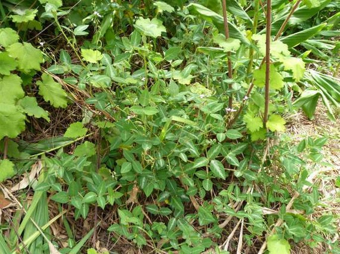 Desmodium uncinatum