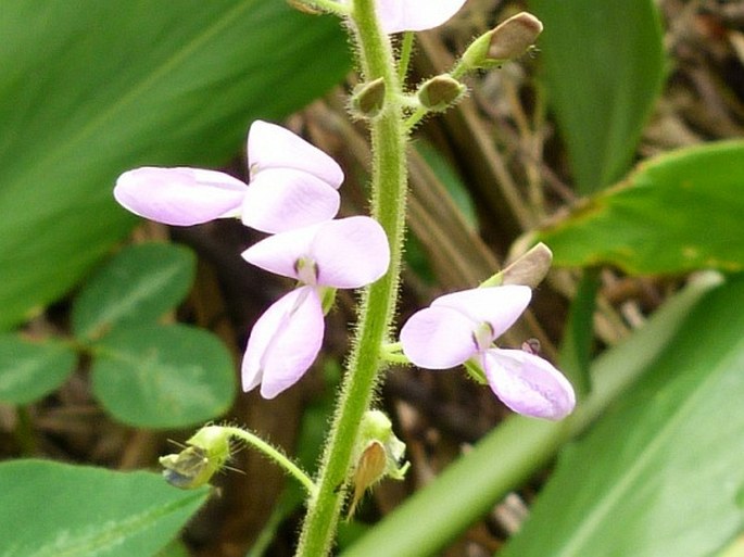 Desmodium uncinatum