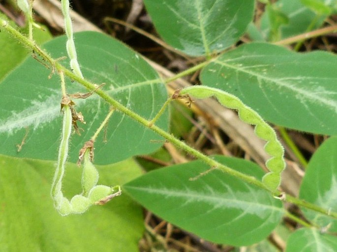 Desmodium uncinatum