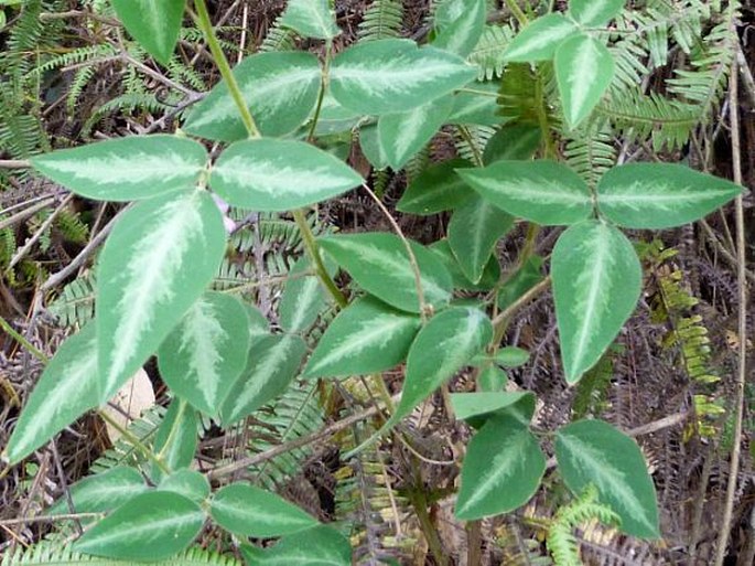 Desmodium uncinatum