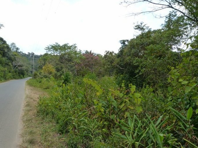 Desmodium uncinatum