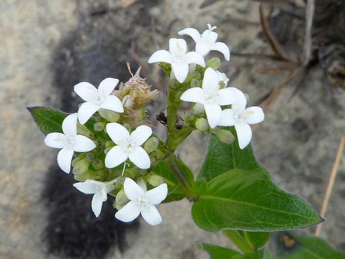 DECLIEUXIA FRUTICOSA (Willd. ex Roem. et Schult.) Kuntze