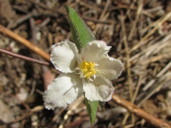 DEUTZIA GRANDIFLORA Bunge – trojpuk velkokvětý