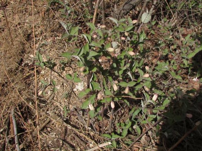 Deutzia grandiflora