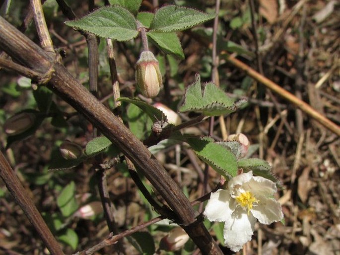 Deutzia grandiflora