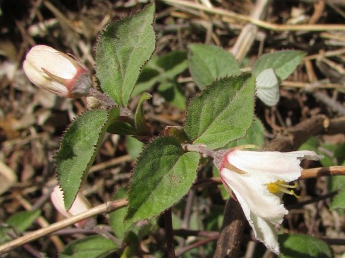 Deutzia grandiflora