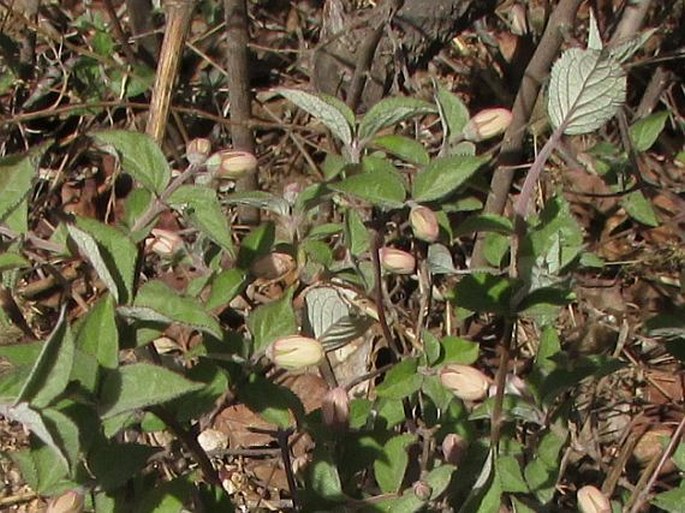 Deutzia grandiflora