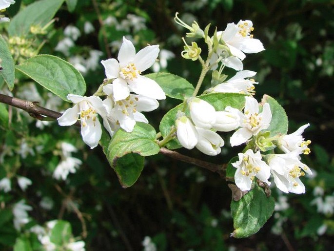 DEUTZIA ALBIDA Batalin – trojpuk