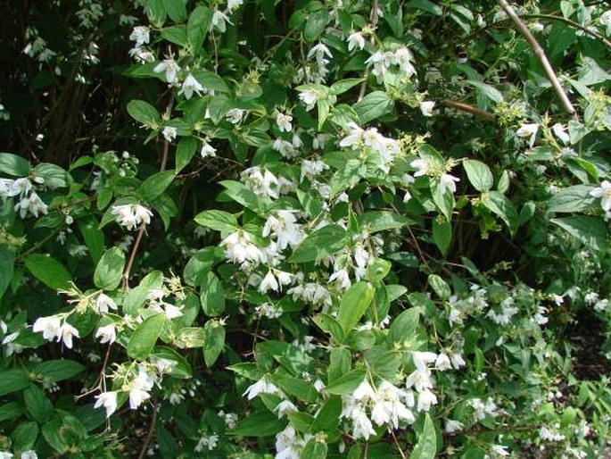 Deutzia albida