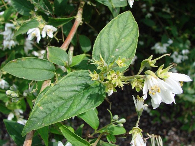 Deutzia albida