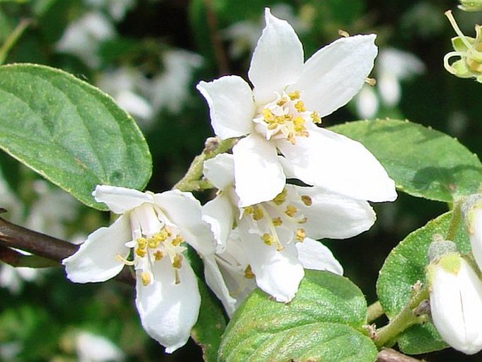 Deutzia albida