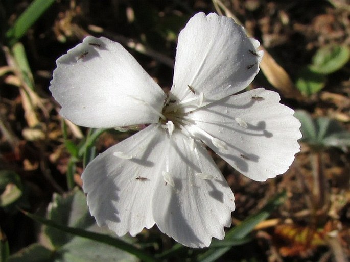 Dianthus cretaceus